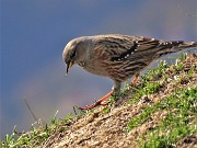 Grande anello cime d’ALBEN da Cornalba-7nov22--FOTOGALLERY